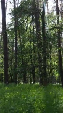 Ağaçlı bir ormanın dikey videosu