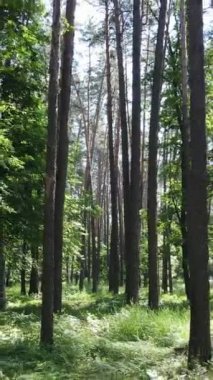 Ağaçlı bir ormanın dikey videosu