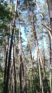 Ağaçlı bir ormanın dikey videosu