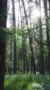 Ağaçlı bir ormanın dikey videosu
