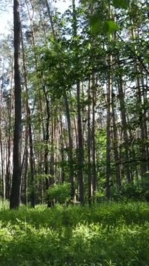 Ağaçlı bir ormanın dikey videosu