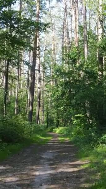 Vídeo vertical de un bosque con árboles — Vídeo de stock