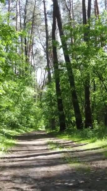 Verticale video van een bos met bomen — Stockvideo