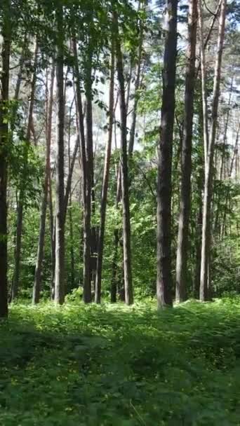 나무가 있는 숲의 수직 영상 — 비디오