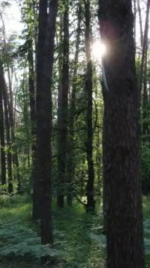 Ağaçlı bir ormanın dikey videosu