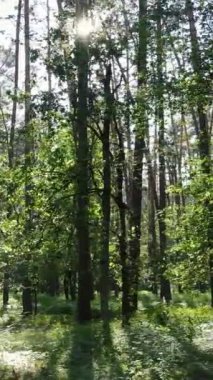 Ağaçlı bir ormanın dikey videosu