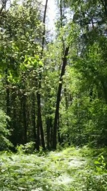 Ağaçlı bir ormanın dikey videosu