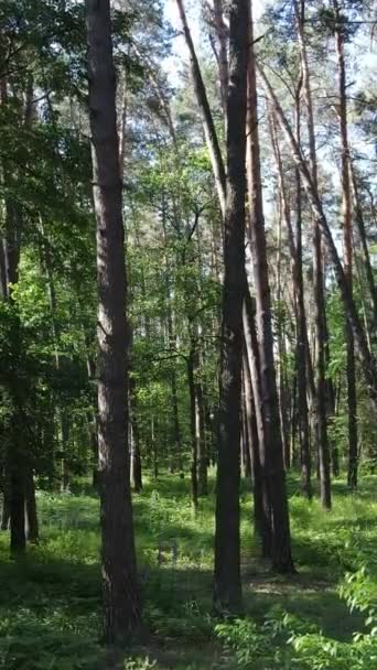 Vídeo vertical de uma floresta com árvores — Vídeo de Stock