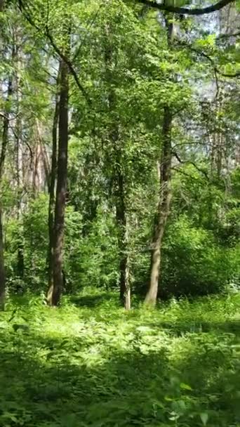 Vertikal video av en skog med träd — Stockvideo