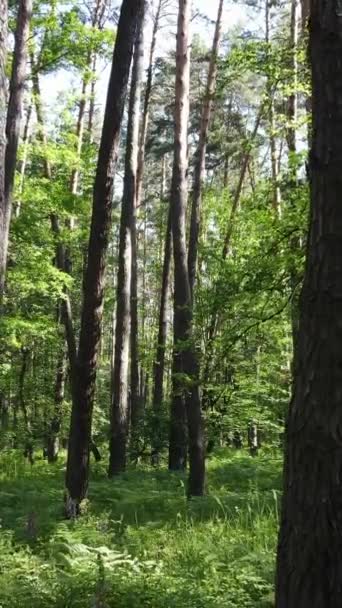 Vídeo vertical de uma floresta com árvores — Vídeo de Stock