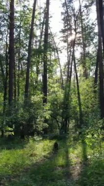 Ağaçlı bir ormanın dikey videosu