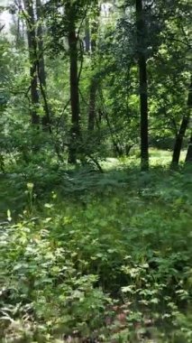 Ağaçlı bir ormanın dikey videosu