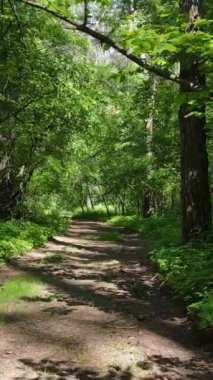 Ağaçlı bir ormanın dikey videosu