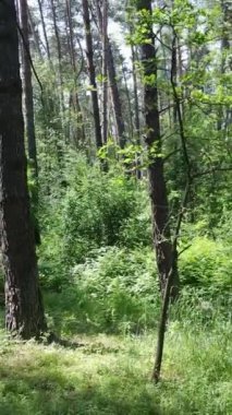 Ağaçlı bir ormanın dikey videosu