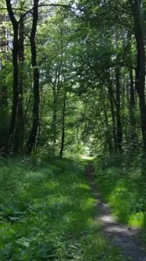 Ağaçlı bir ormanın dikey videosu