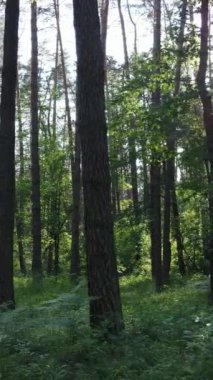 Ağaçlı bir ormanın dikey videosu