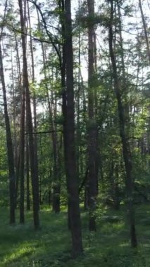 Ağaçlı bir ormanın dikey videosu