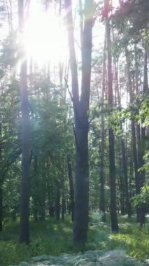 Ağaçlı bir ormanın dikey videosu