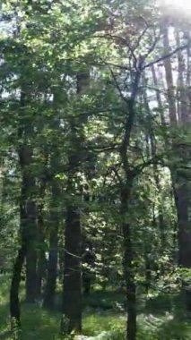 Ağaçlı bir ormanın dikey videosu