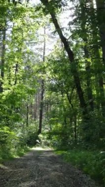 Ağaçlı bir ormanın dikey videosu