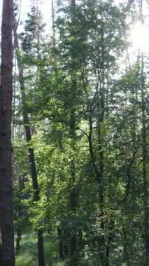 Ağaçlı bir ormanın dikey videosu