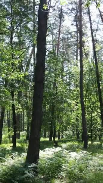 วิดีโอแนวตั้งของป่าที่มีต้นไม้ — วีดีโอสต็อก