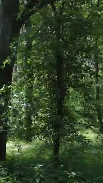 Ağaçlı bir ormanın dikey videosu — Stok video