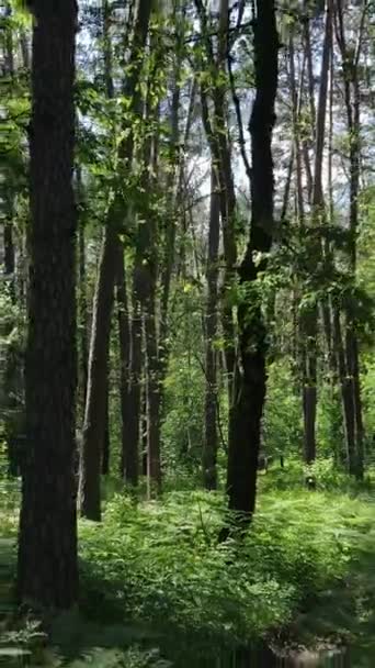 Вертикальное видео леса с деревьями — стоковое видео
