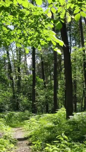 Κατακόρυφο βίντεο ενός δάσους με δέντρα — Αρχείο Βίντεο