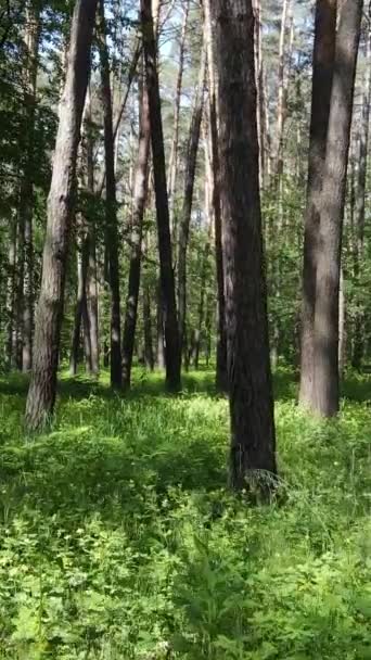 Video verticale di una foresta con alberi — Video Stock