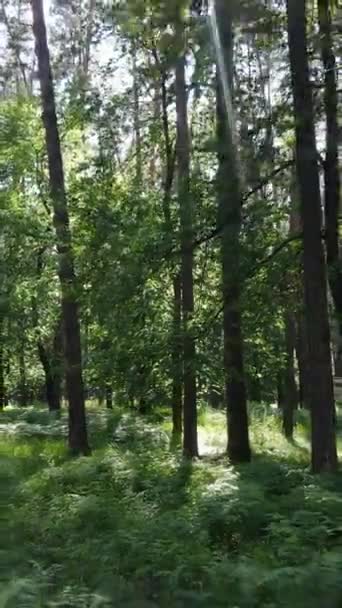 Vídeo vertical de un bosque con árboles — Vídeos de Stock