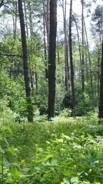 Függőleges videó egy erdőről fákkal — Stock videók