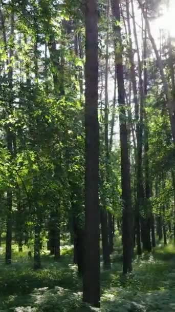 Video verticale di una foresta con alberi — Video Stock