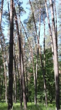 Ağaçlı bir ormanın dikey videosu