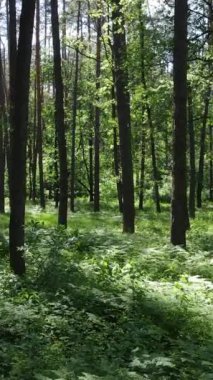 Ağaçlı bir ormanın dikey videosu