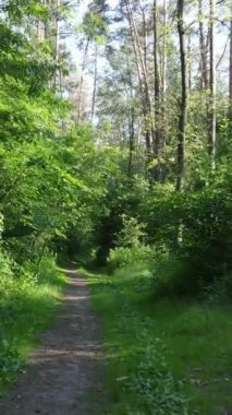 Ağaçlı bir ormanın dikey videosu