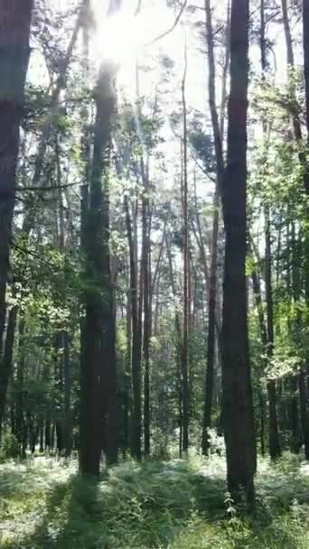 Vídeo vertical de uma floresta com árvores — Vídeo de Stock