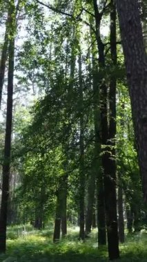 Ağaçlı bir ormanın dikey videosu