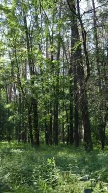 Ağaçlı bir ormanın dikey videosu