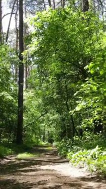 Ağaçlı bir ormanın dikey videosu