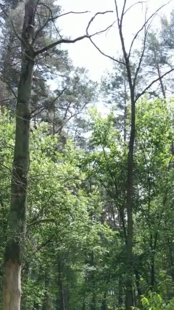 Vídeo vertical de un bosque con árboles — Vídeos de Stock