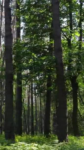 Vídeo vertical de uma floresta com árvores — Vídeo de Stock