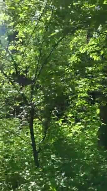 Verticale video van een bos met bomen — Stockvideo