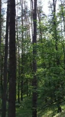 Ağaçlı bir ormanın dikey videosu