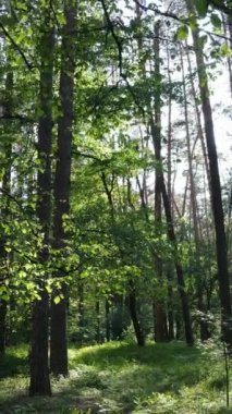 Ağaçlı bir ormanın dikey videosu