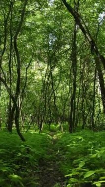 Ağaçlı bir ormanın dikey videosu