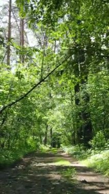 Ağaçlı bir ormanın dikey videosu