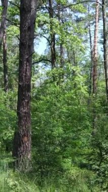 Ağaçlı bir ormanın dikey videosu