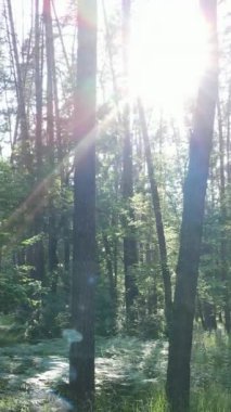 Ağaçlı bir ormanın dikey videosu