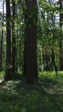 Ağaçlı bir ormanın dikey videosu